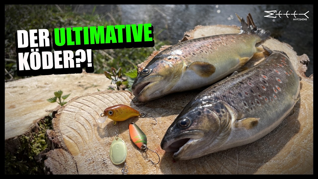 Der ULTIMATIVE Köder zum Angeln auf FORELLEN!🎣