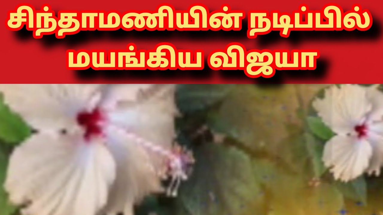 Siragadikka Aasai Prediction |20 th to 21st March 2026|முத்துவின் சந்தோசம்  |என் கணிப்பு 