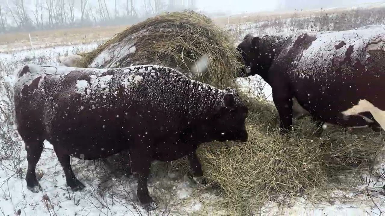 Bale grazing in the snow