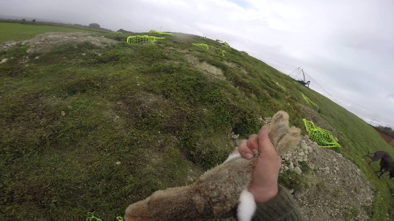 UK solo ferreting