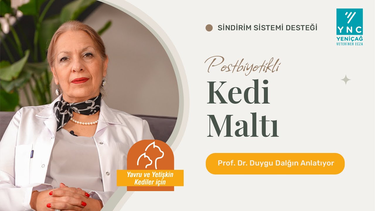 Kedilerin asla vazgeçmediği alışkanlık; Kendilerini yalamak! | Duygu Hoca Anlatıyor