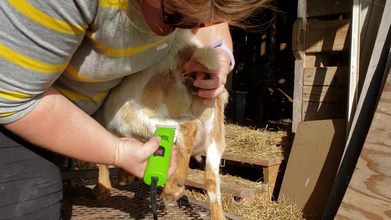 How to do a pre-kidding udder shave