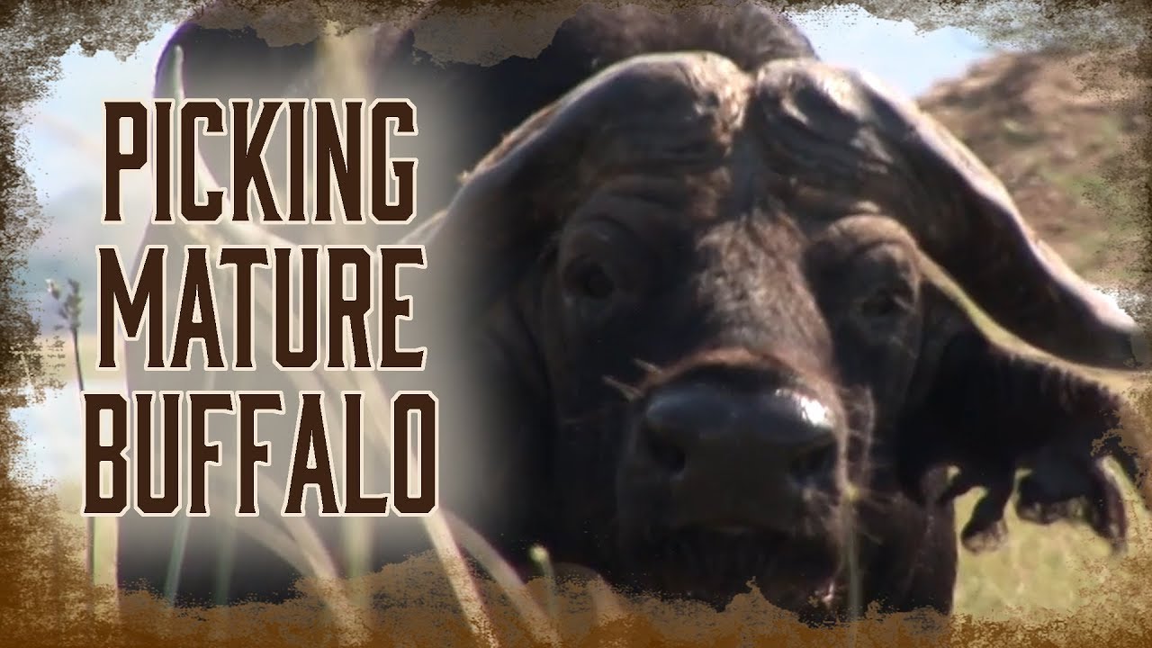How To Pick Out a Mature African Buffalo to Hunt | 4
