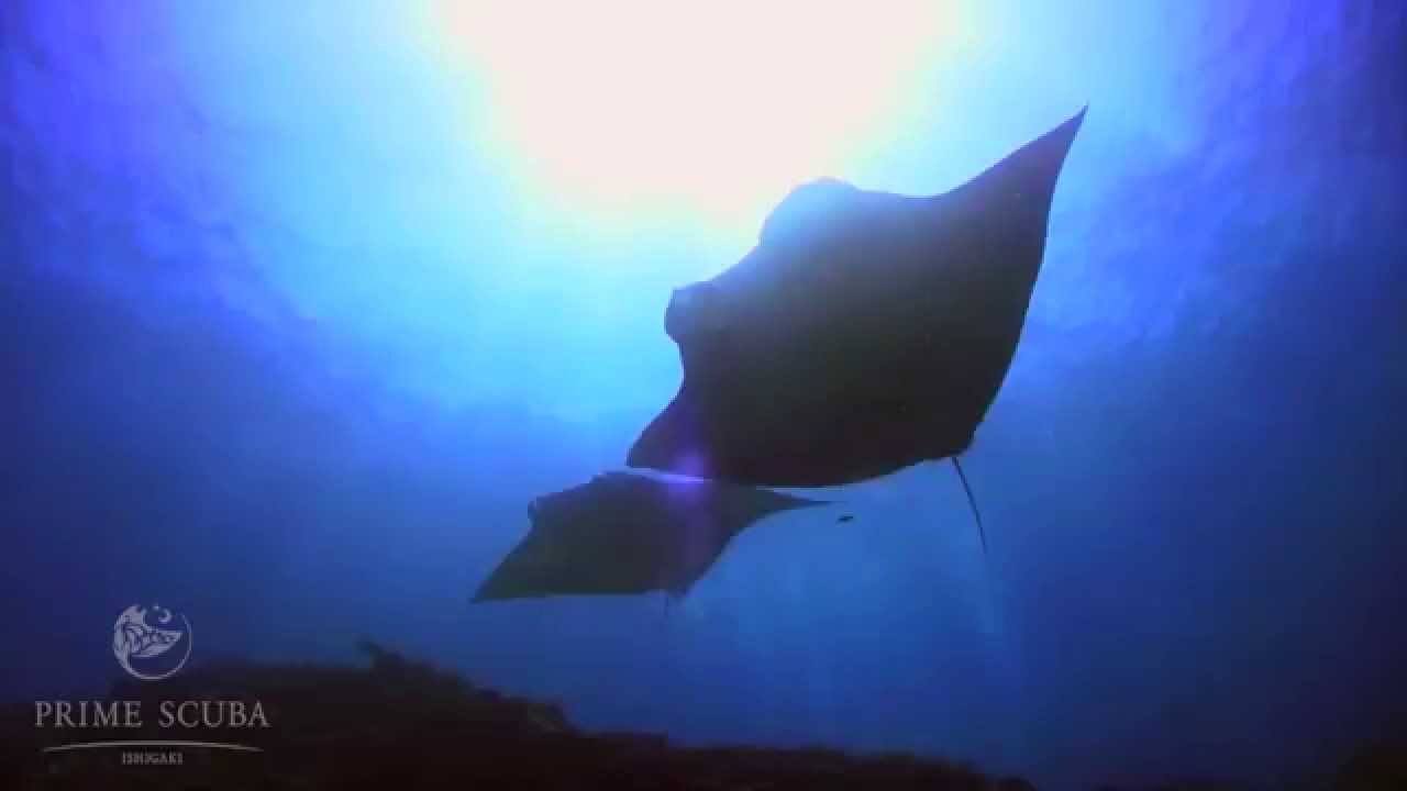 Diving Okinawa, Ishigaki / 沖縄県石垣島ダイビング Prime Scuba Ishigaki - Autumn 2014