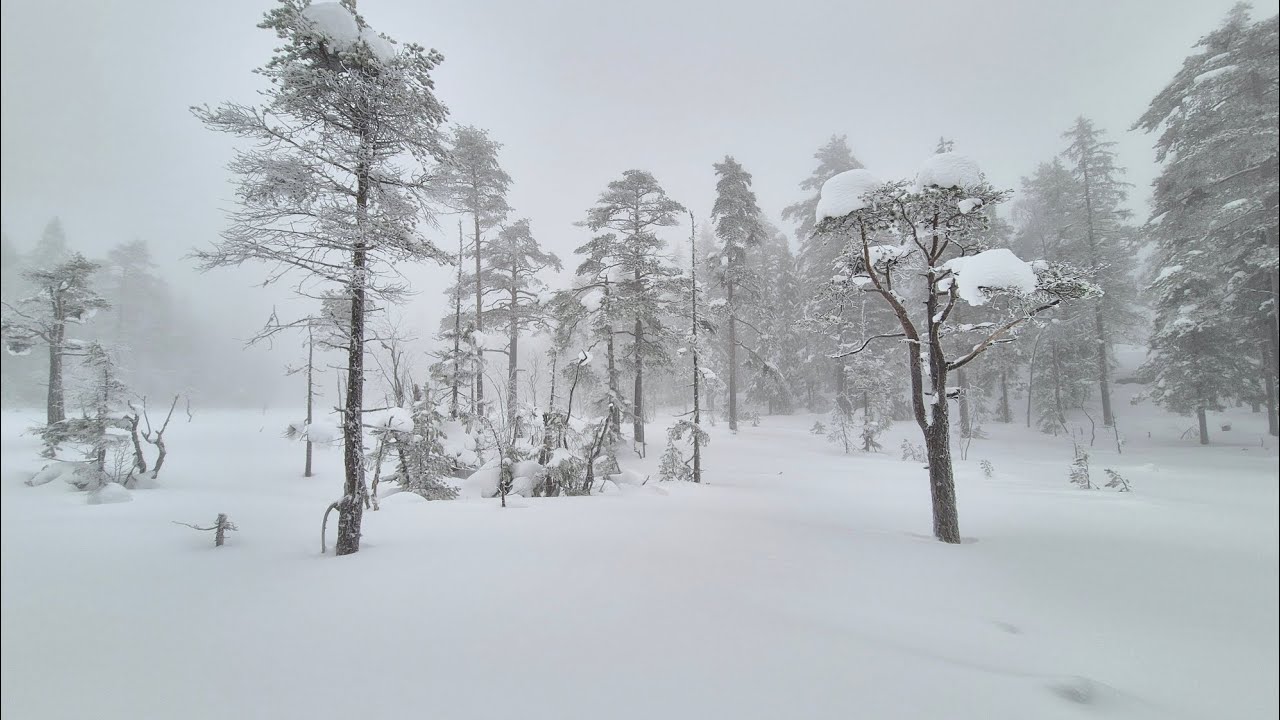 Nordic Skiing Through the Misty Norwegian Forest #NorwayNature #WinterAdventure #MistyForest