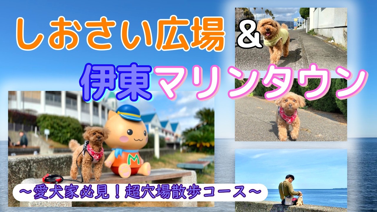 【伊東の穴場】可愛すぎる!メロンの海辺散歩ルーティン