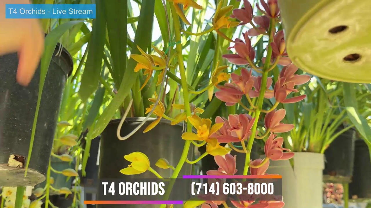 T4 Orchids ~ Sell & Trade All Orchids Collections~ (714) 603-8000