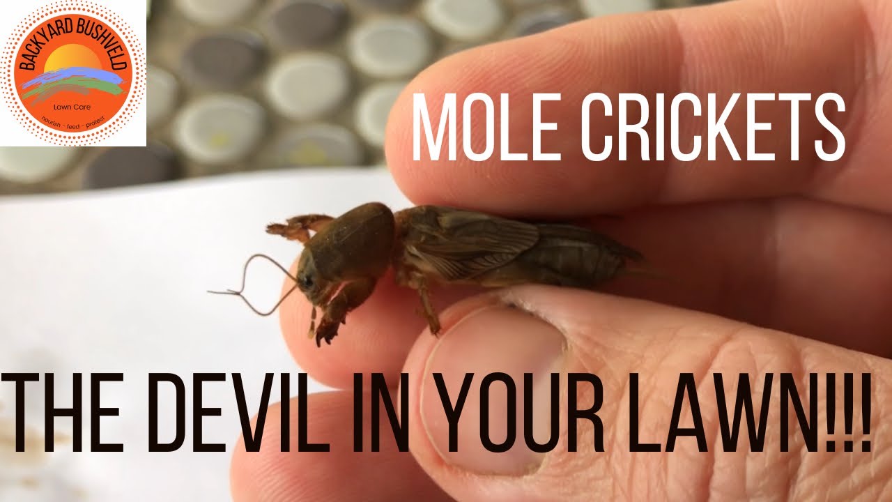 Mole crickets in lawns