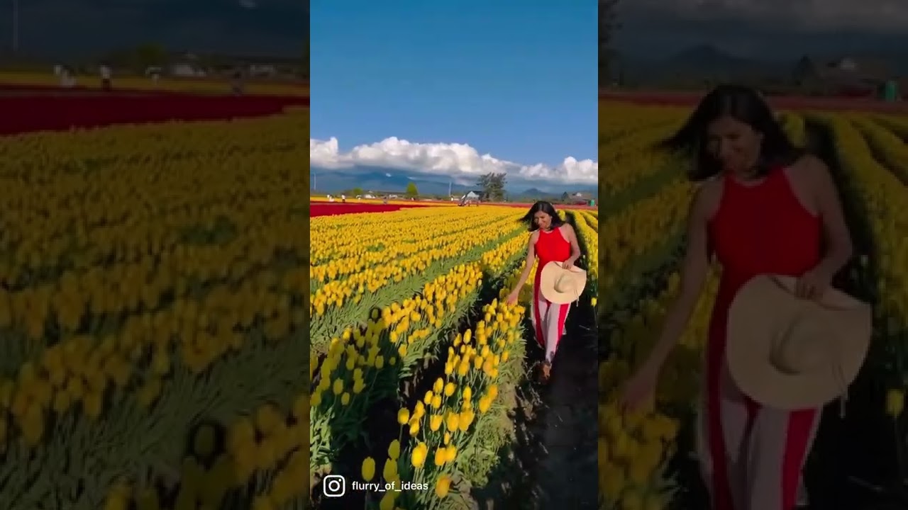 Beautiful Tulip garden @ Seattle,USA! 🌷💐
