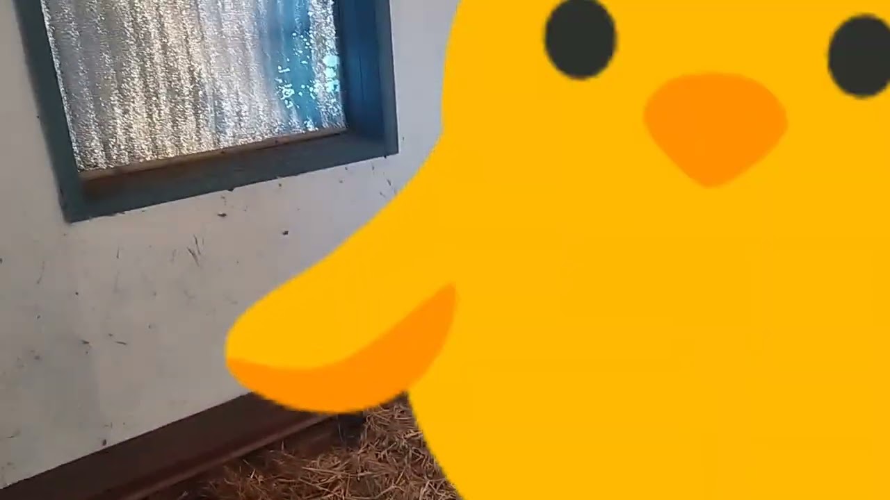 Цыплятки Ломан Браун,первое пернатое хозяйство и это еще ни предел 😅😂🤣👍👍👍👍👍👍мечты сбываются 