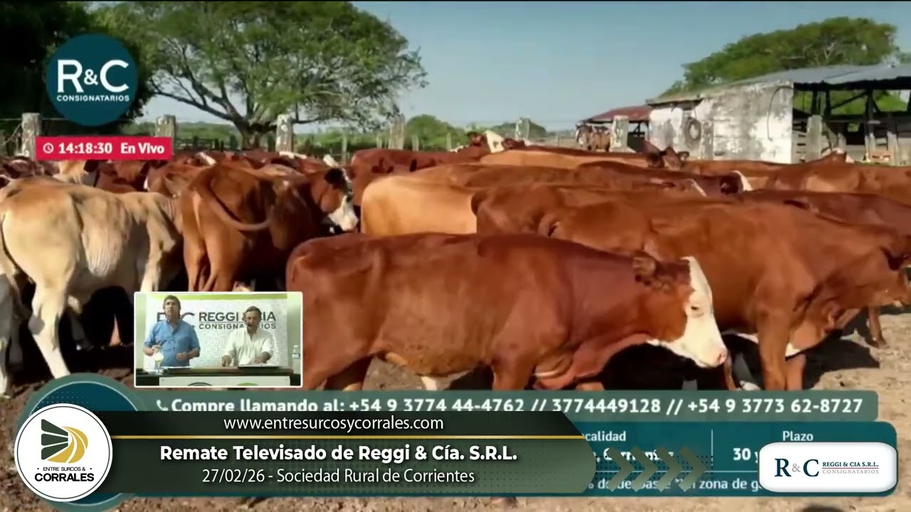 27-02-26 - Remate de Reggi & Cía.  S.R.L. -  Sociedad Rural de Corrientes