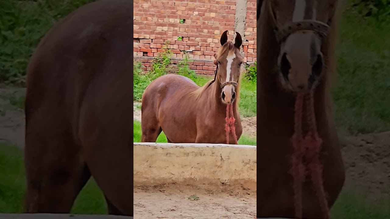 Brothers horse video ghory ghode #shorts #reels #youtubeshorts #trending #viralvideo #viralshort