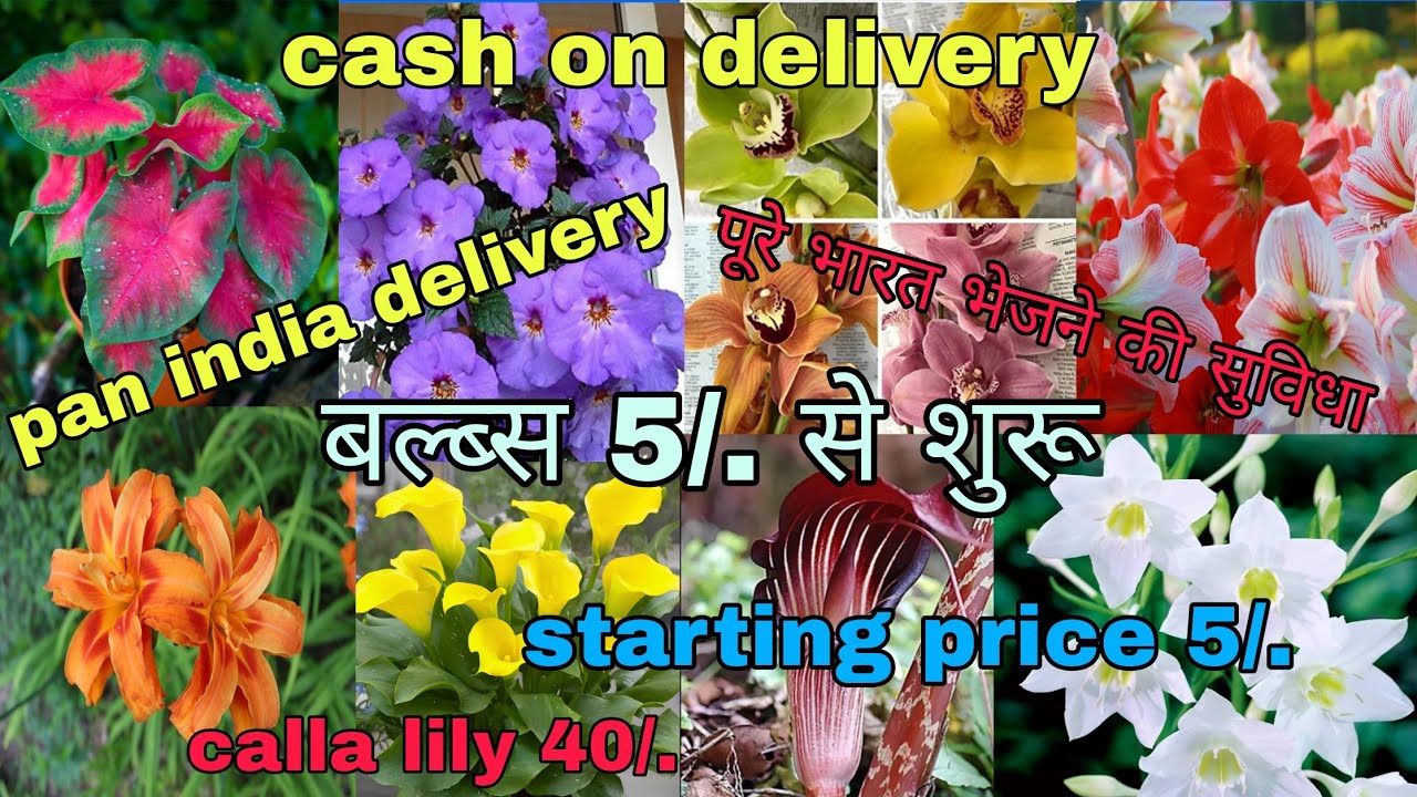 Summer flower bulbs