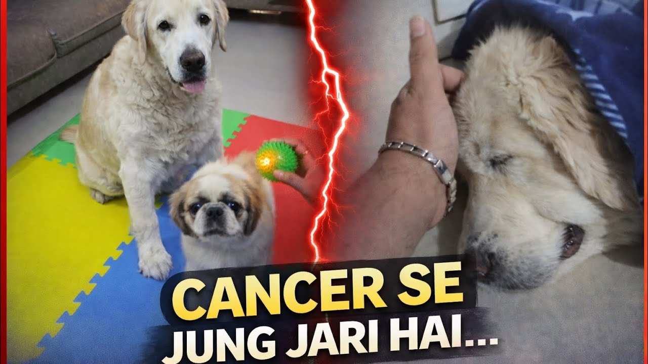 Fighter girl laika #cancer #dogcancer #vlog #dogs #goldenretreiver #dogshealth #trending 