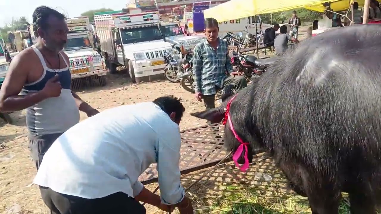 धुंधडका में गर्मी के कारण भैंस हुईसस्ती