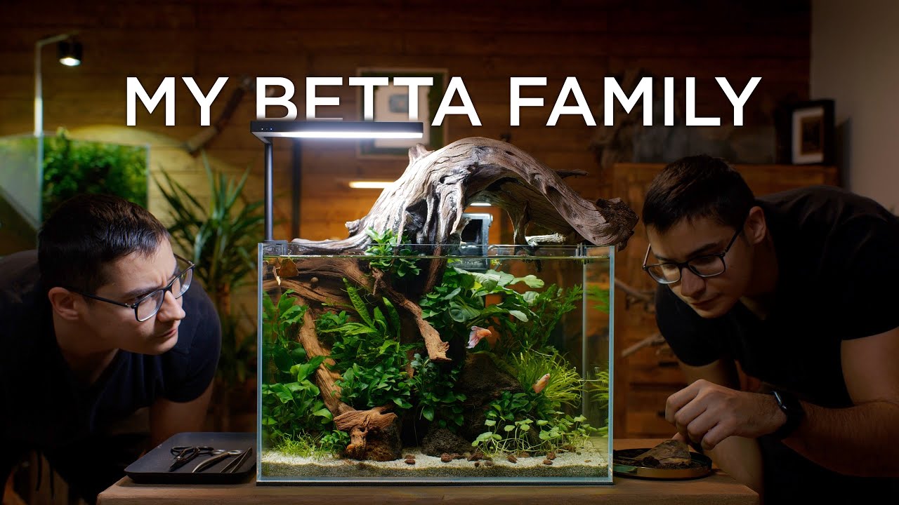 My Betta Family - chilling mood