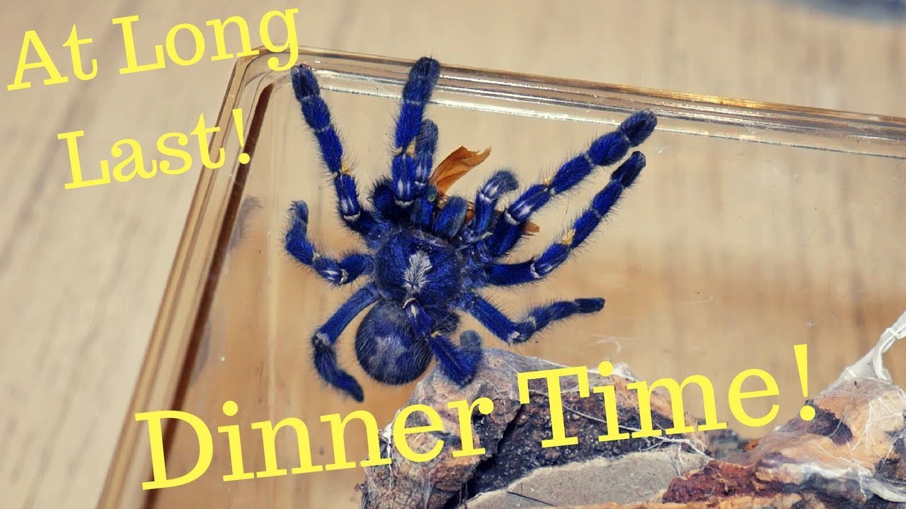 Tarantula Feeding Video 45 (Blue Spiders!)
