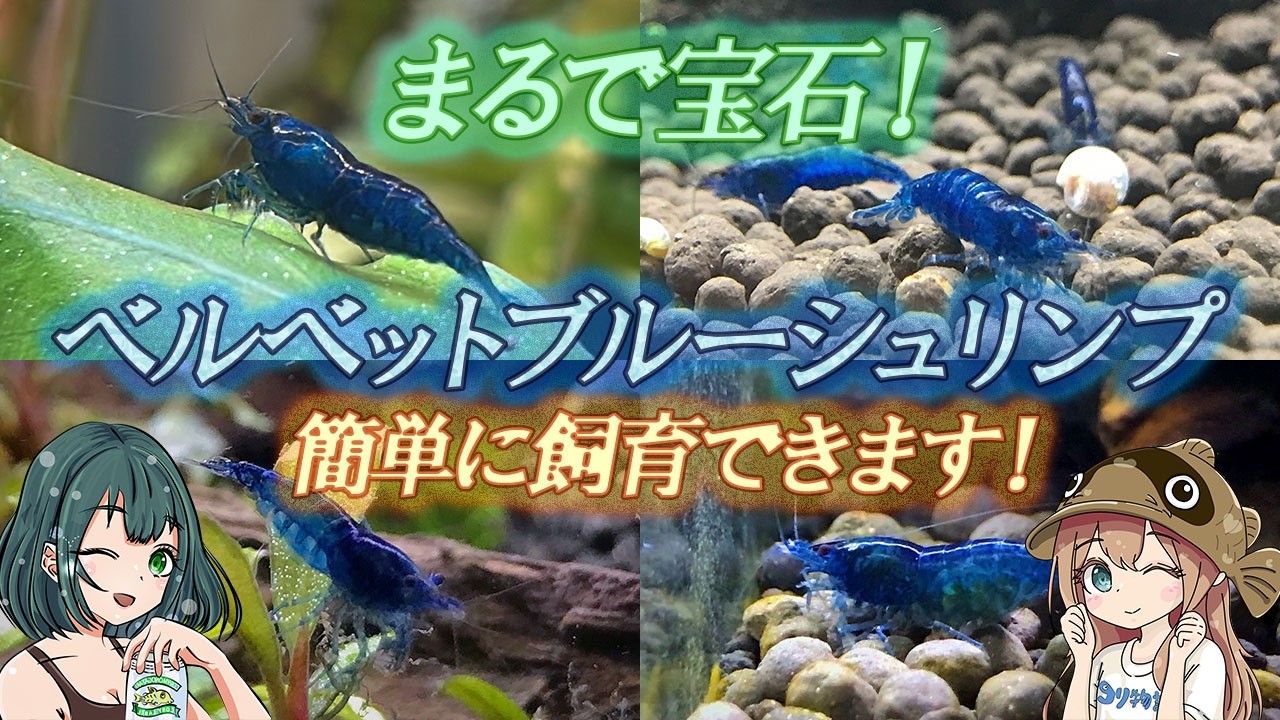 ベルベットブルーシュリンプの育て方や繁殖について！