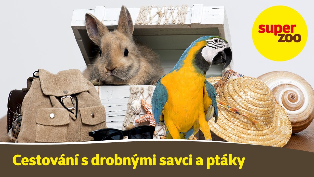 6. díl: Jak cestovat s hlodavci a ptáky | Škola Super zoo