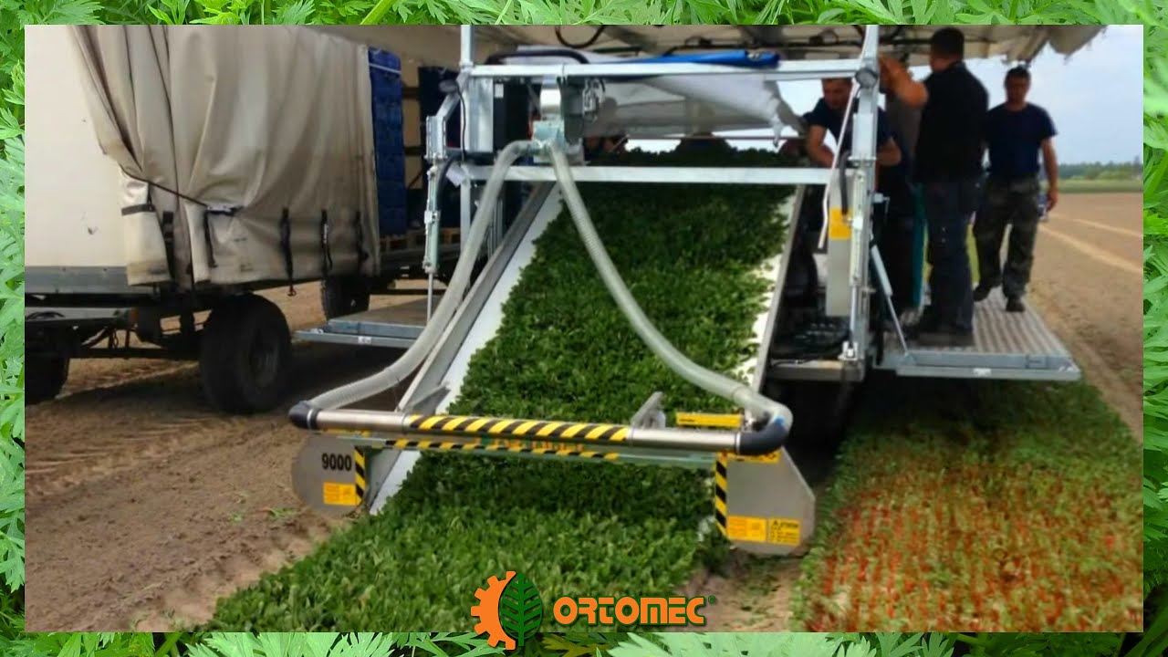 Harvesting of red chard baby leaf | Ortomec 9000