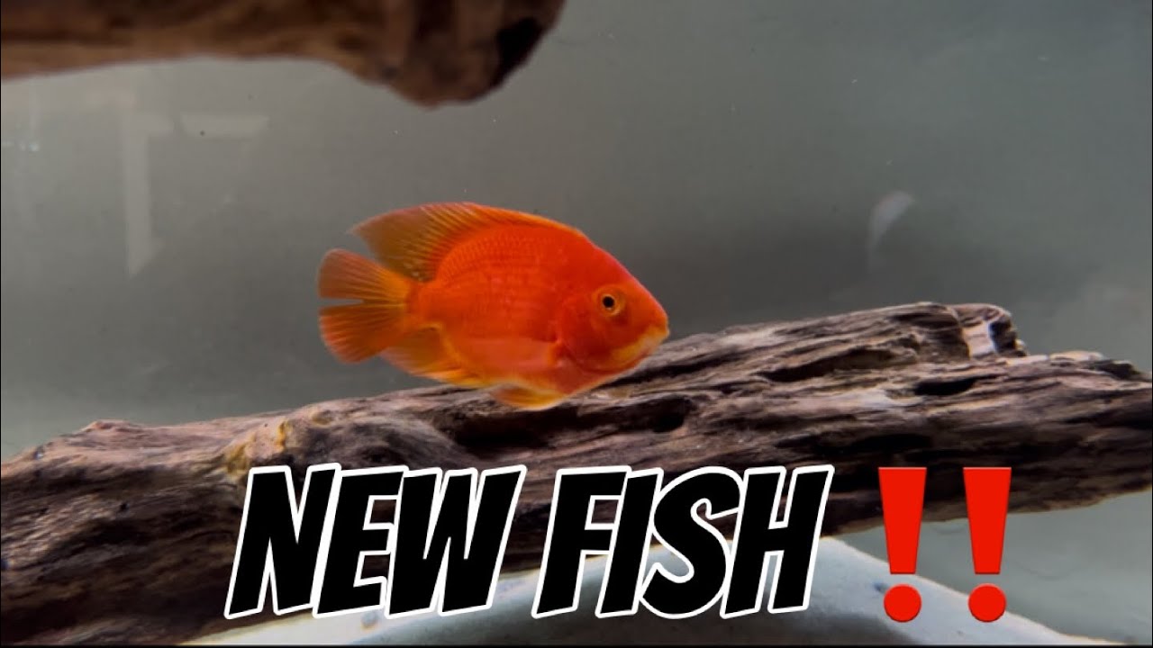 Buying A King Kong Parrot Cichlid