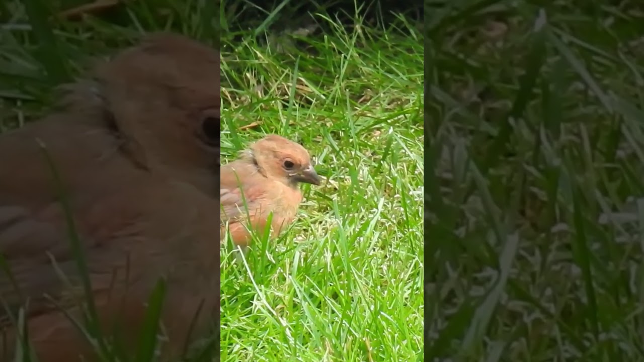 Daddy Cardinal Feeds His Beautiful Fledgling
