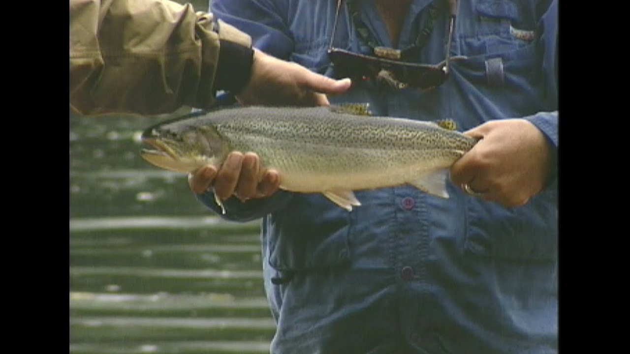 Fly Fishing Northwest – Searun Cutthroat Trout