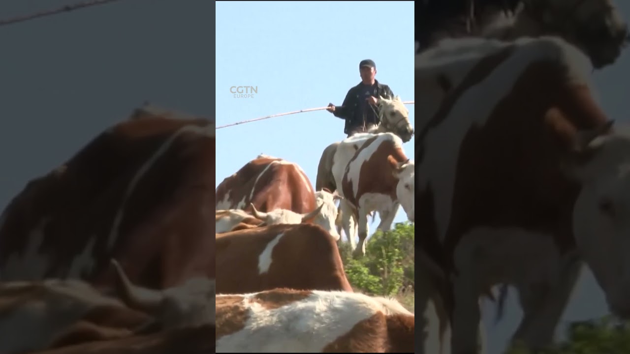 Nomadic migration to summer pastures