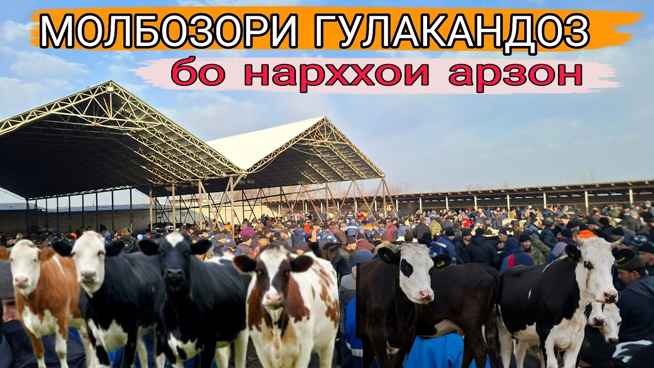 🤷‍♂️МОЛБОЗОРИ ГУЛАКАНДОЗ НАРХУ НАВОИ ИМРУЗА ХАМАРО ХАЙРОН КАРД 14февраля 2026г