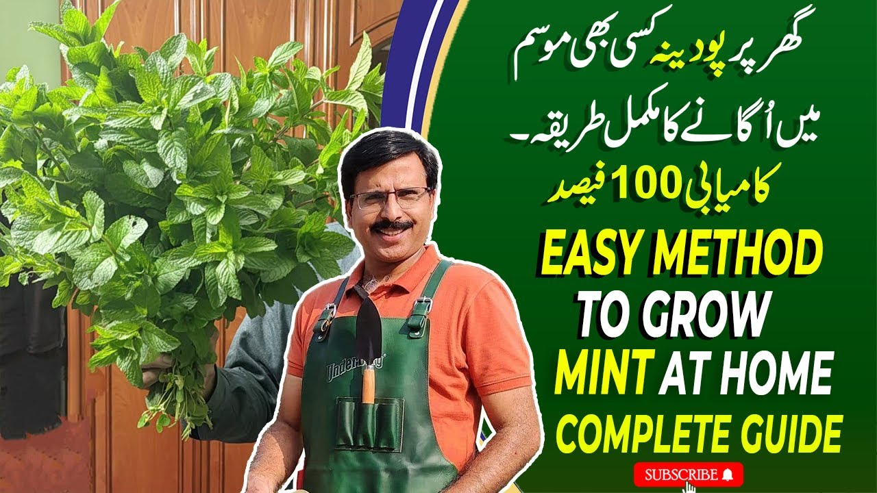 Growing Mint at home | Complete and Easy method to grow Mint  at Home In all seasons