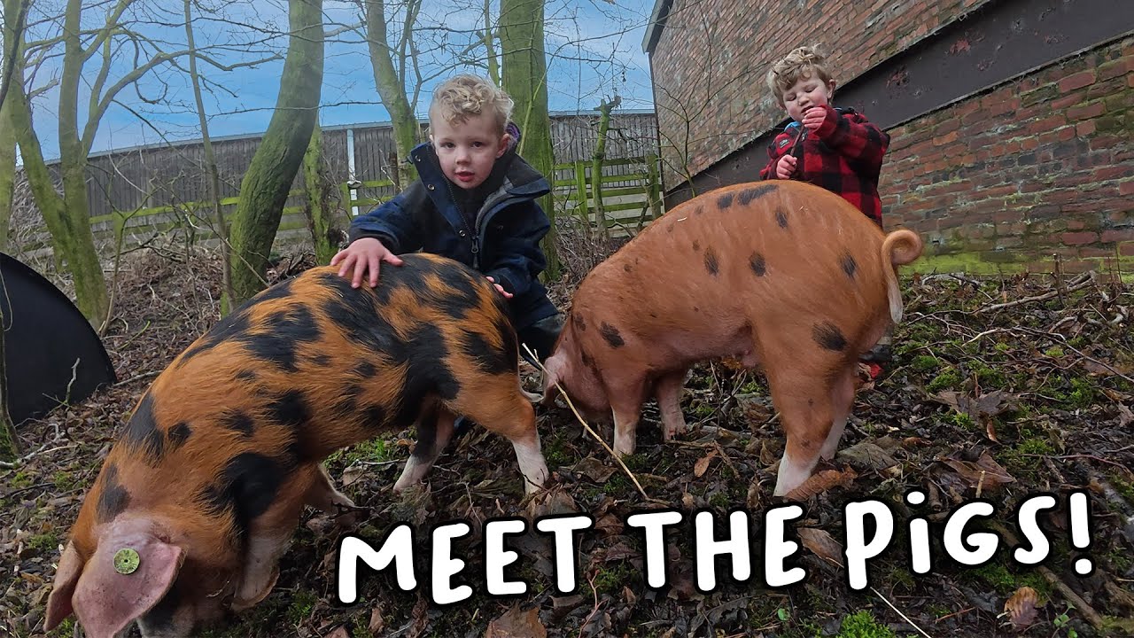 The Pig Game 🐷