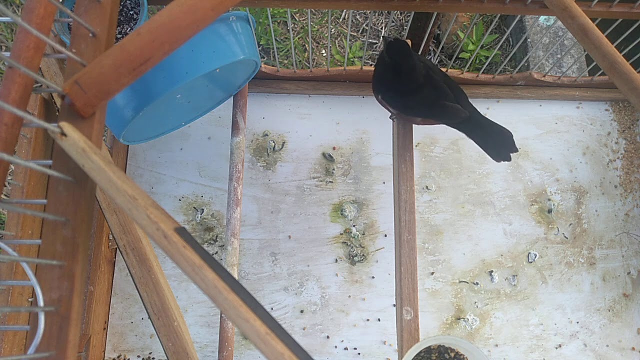 Weet drawl Bull Finch