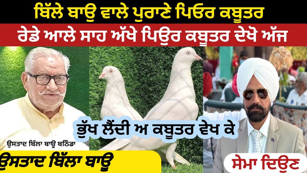  ਬਿੱਲੇ ਬਾਉ ਵਾਲੇ ਪੁਰਾਣੇ ਪਿਓਰ ਕਬੂਤਰ // wasda punjab #kabutarbazi #pigeon #kabutar 