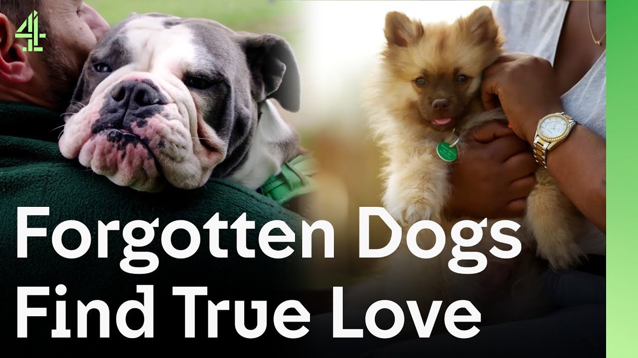 Forgotten Dogs Finally Find True Love in Forever Homes | The Dog House 🐶