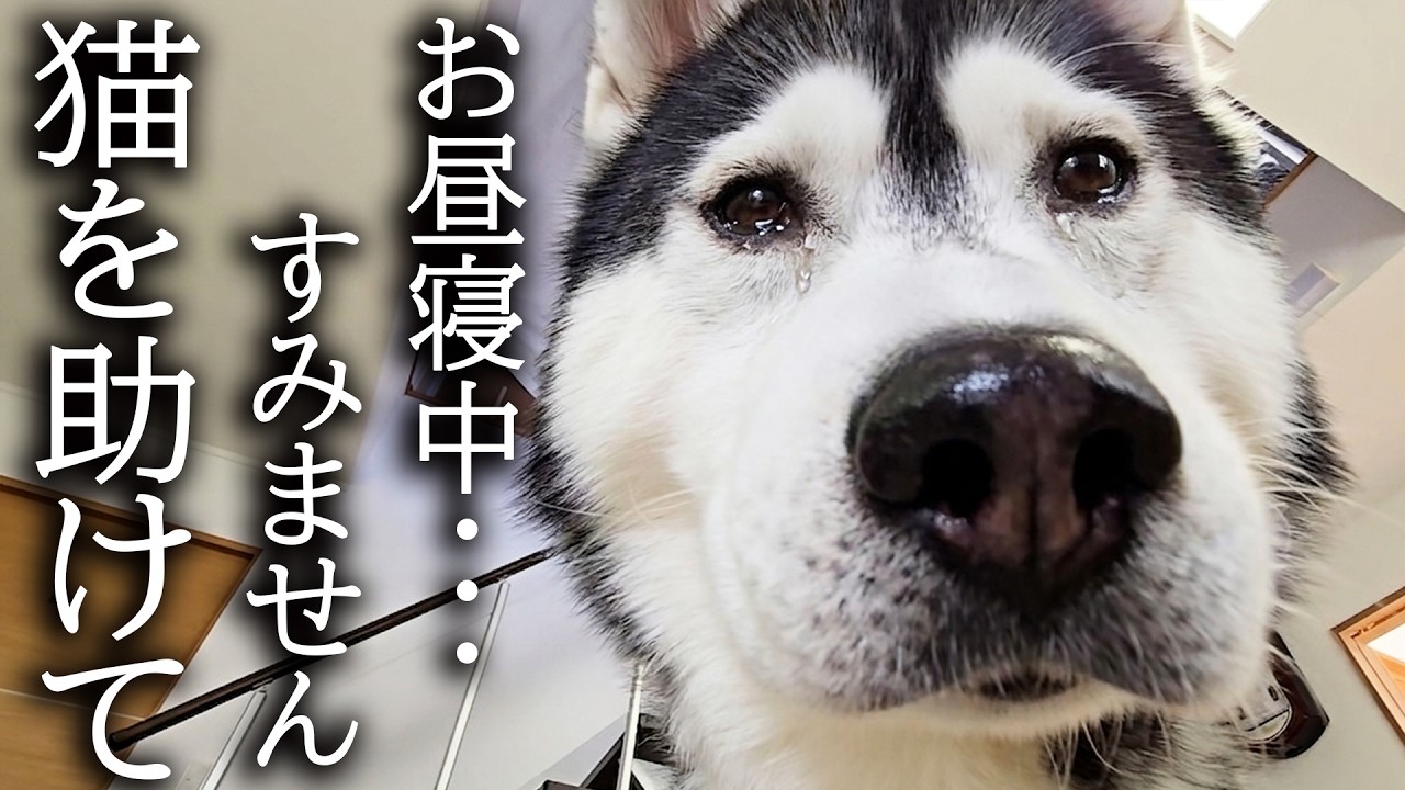 お昼寝していると犬がくんくん鳴くのでついて行くと猫が大変なことに