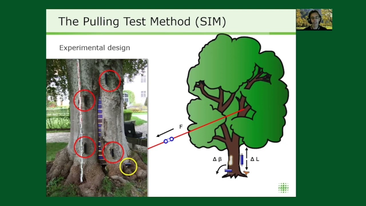 Applied Tree Statics - Andreas Detter