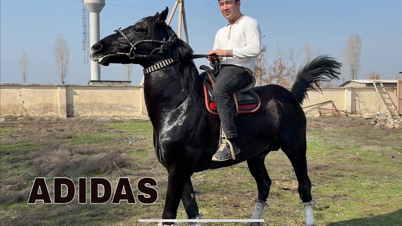 ADIDAS KUCHLI OT SOTUVGA CHIQDI 