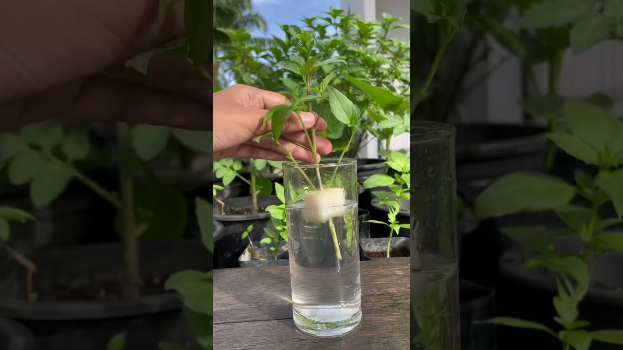 #植物 #扦插 羅勒（九層塔）使用水培生根只要七天