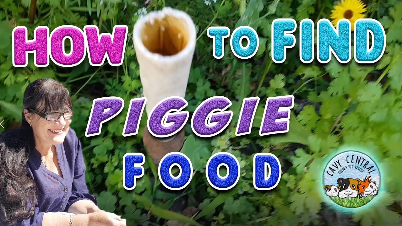 Guinea pigs and finding foraging food for them - what plants and grass is best