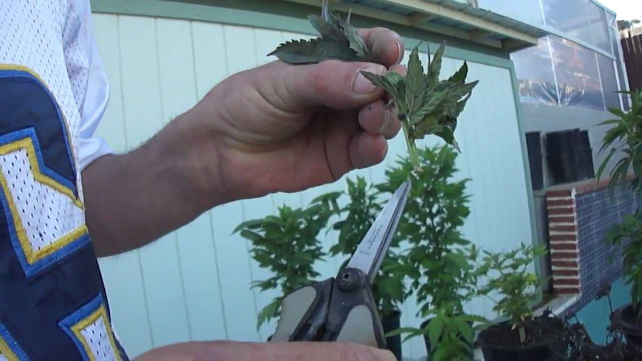 Cannabis Mutation or Genetics