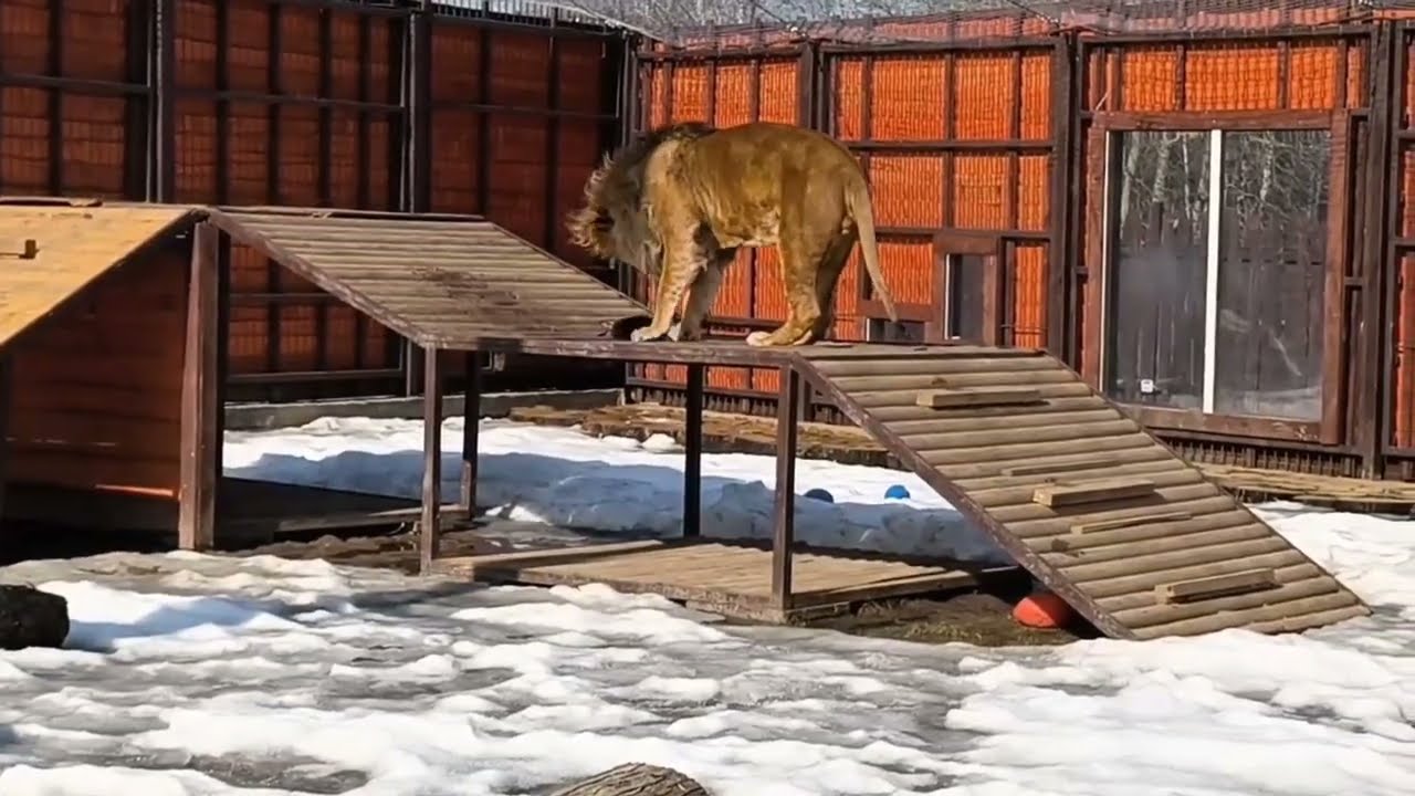 Шерхан играет с тушкой кролика. Минский зоопарк 