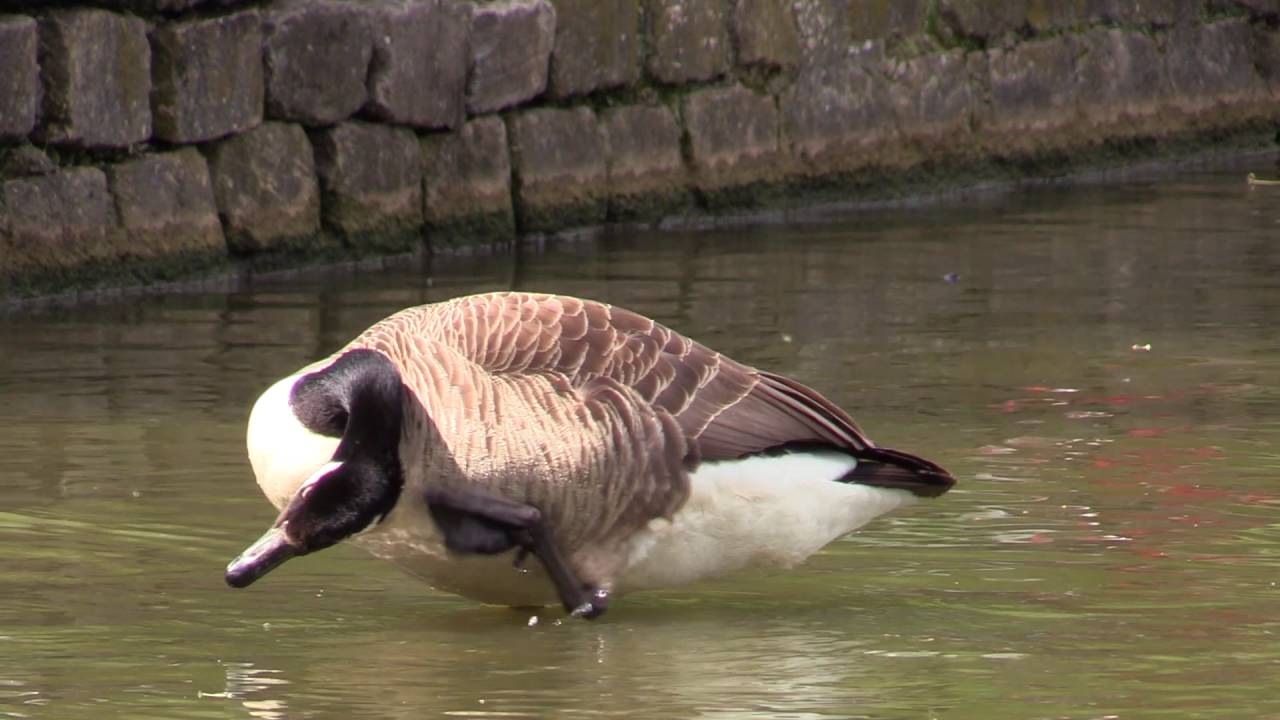test canon legria HF G40
