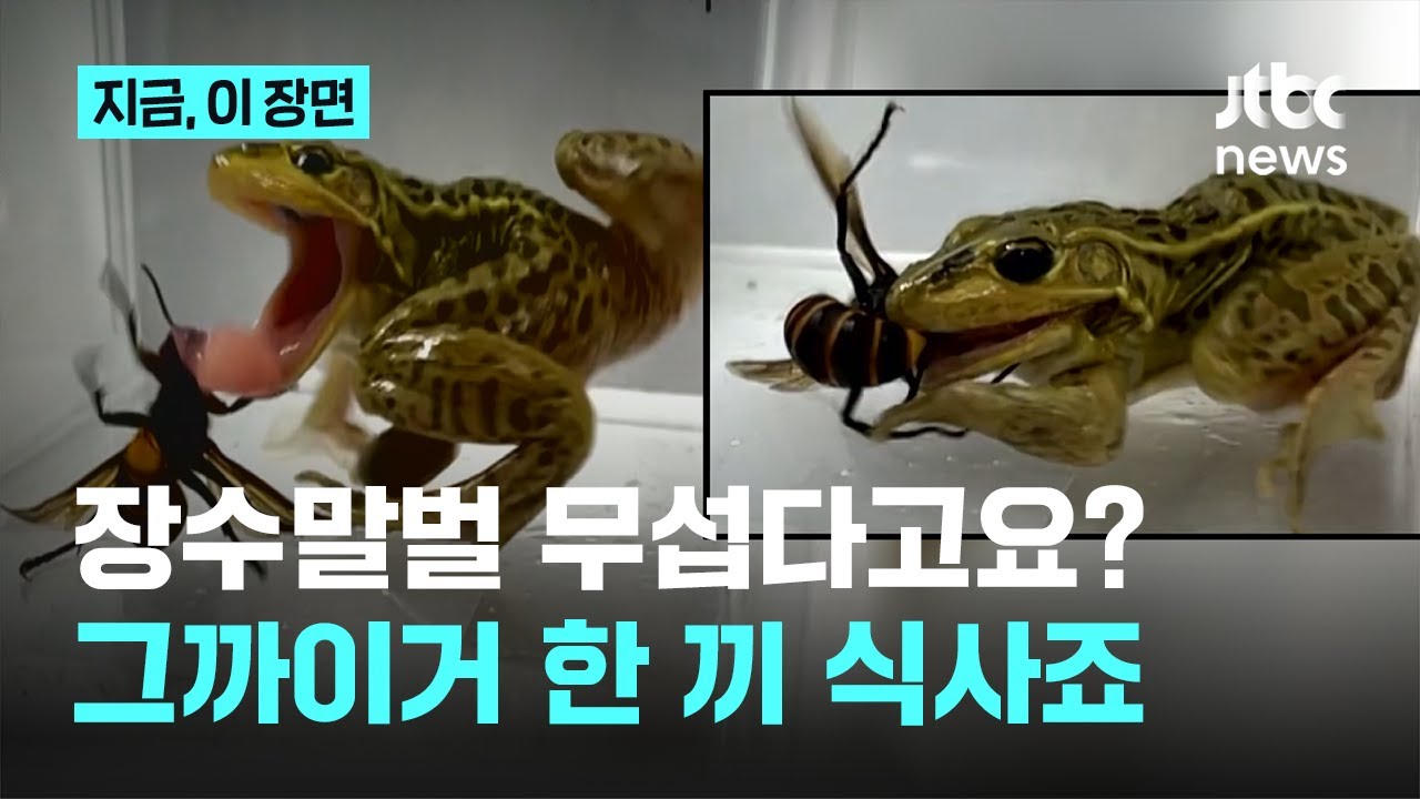 독침 맞고도, 목에 구멍나도 &lsquo;꿀꺽&rsquo;&hellip;참개구리에게는 말벌도 한끼 식사 ｜지금 이 장면