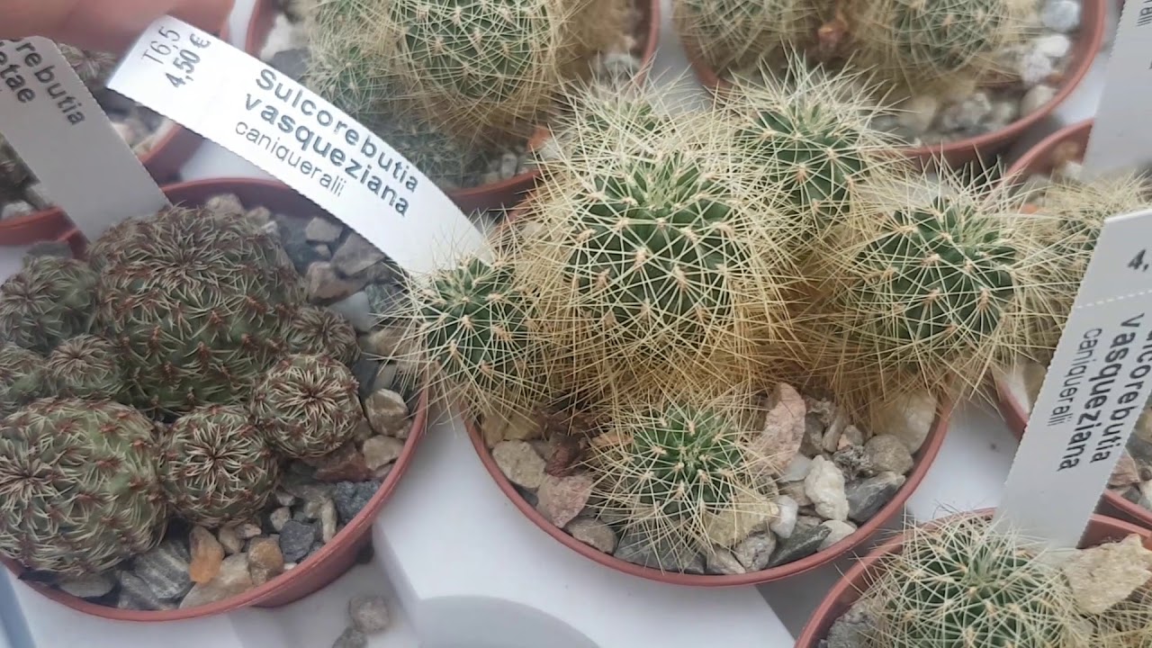 Продажа кактусов,цены. Виды ребуций и сулькоребуций.Rebitia.Sulcorebutia.340