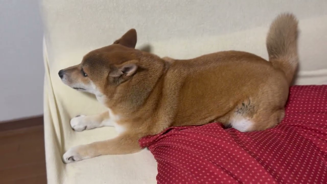 ドアをバタンバタンする謎の遊び！
