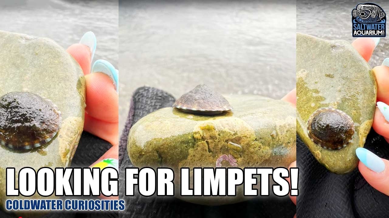Looking for LIMPETS in the Puget Sound - Coldwater Curiosities w/ Hilary Jaffe