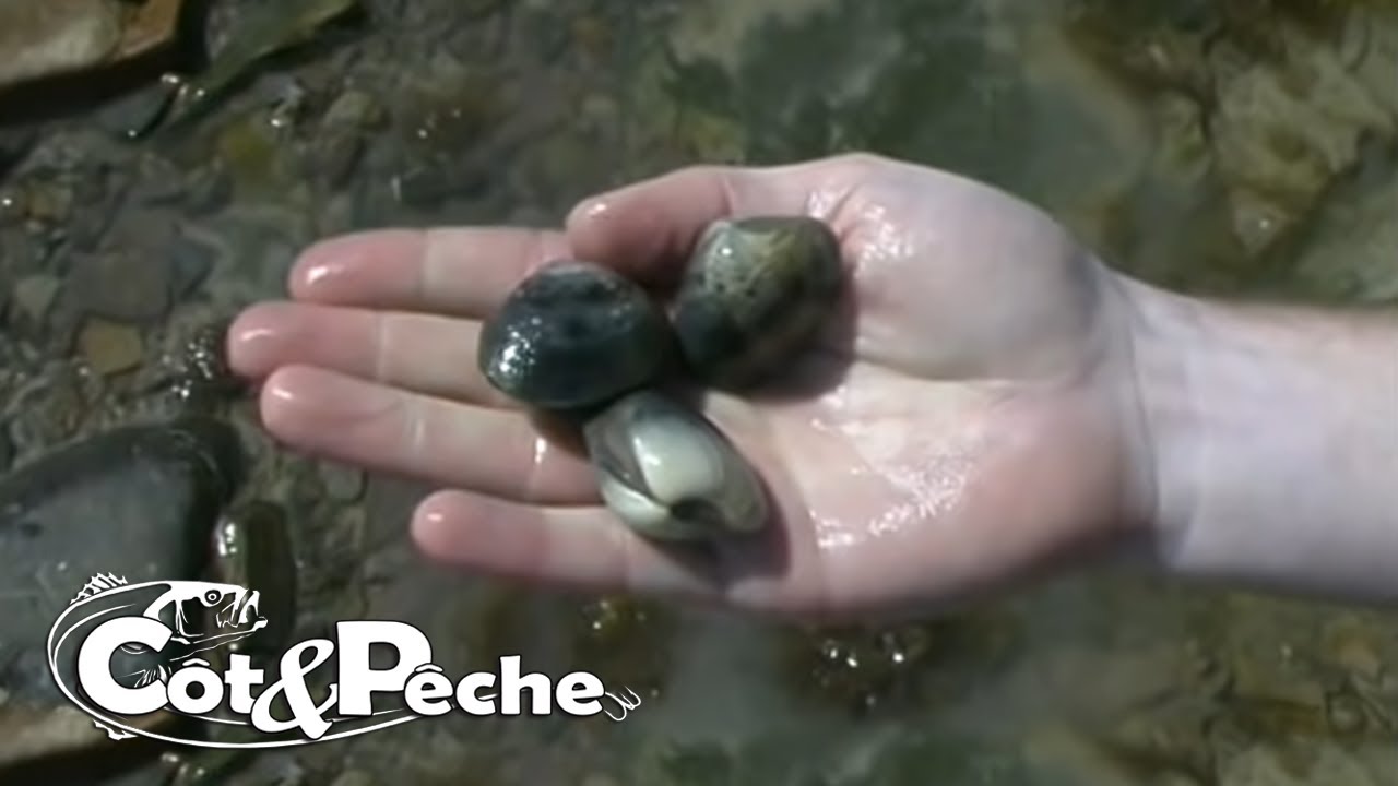 La pêche à pied de la palourde et des étrilles dans le Cotentin.