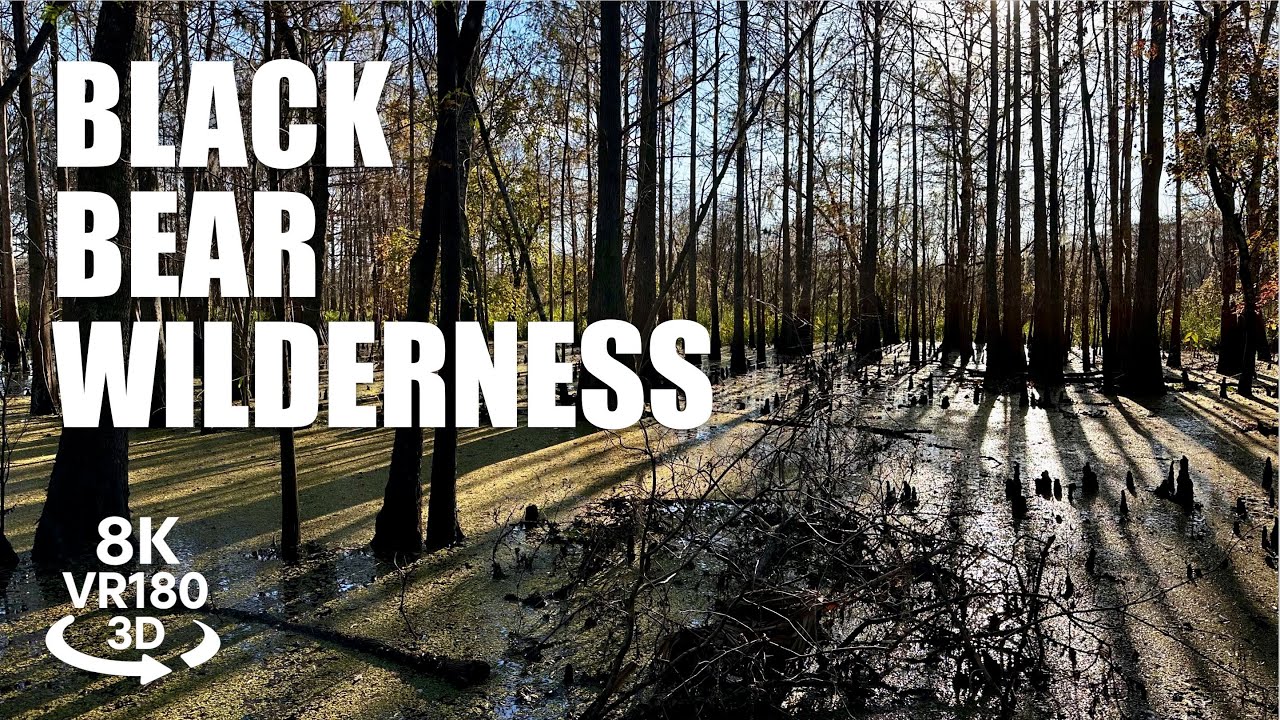 Black Bear Wilderness Hiking Trail VR180 8K 3D | Boardwalks • St Johns River | VR视频 8K 3D動画 VR旅行