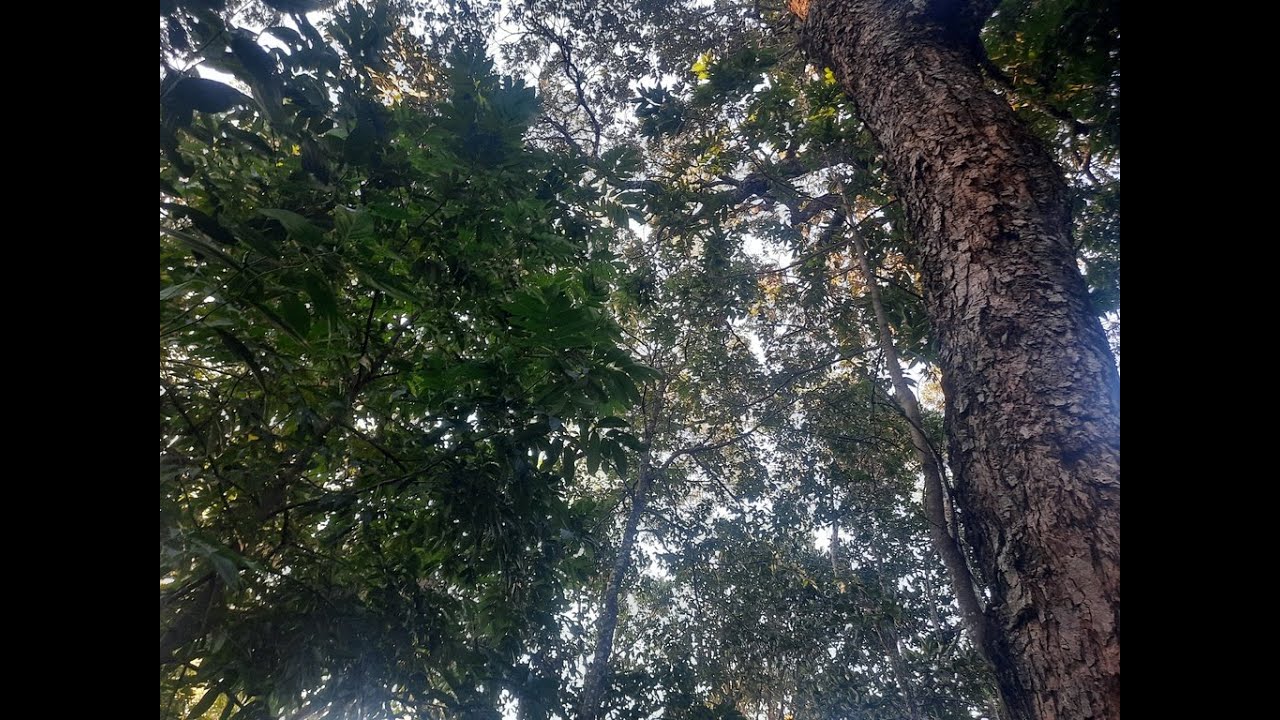 Água se planta 2 - Episódio 1. O primeiro passo: Concentrar energia e gerar biomassa.