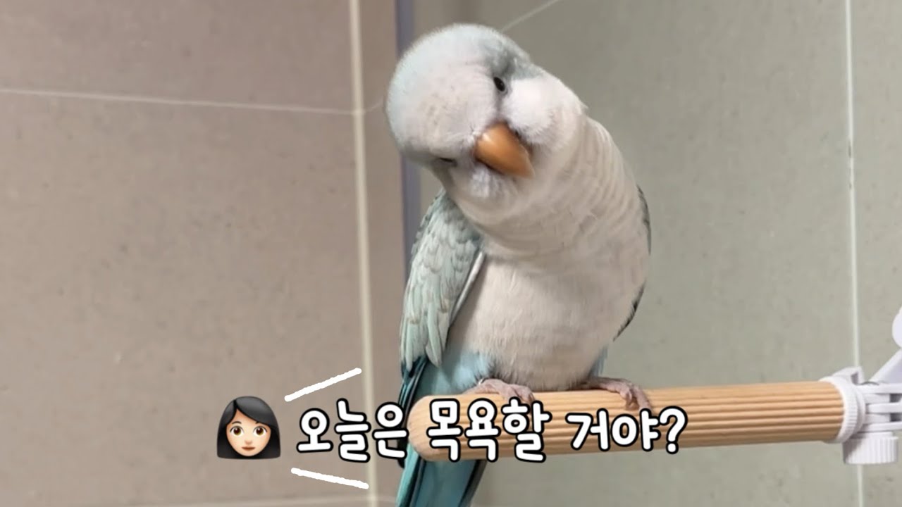 세면대 목욕탕 찾아오는 까다로운 앵고객님🐦🛁